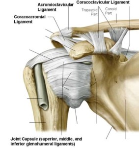 Shoulder Range of Motion